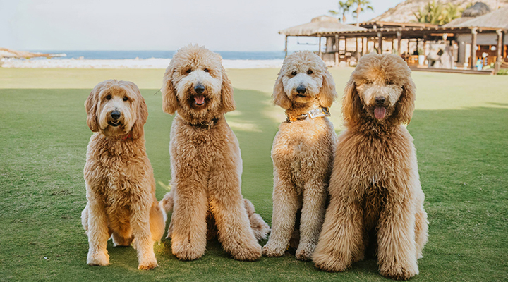 The-Park-Dog-Park-Grooming