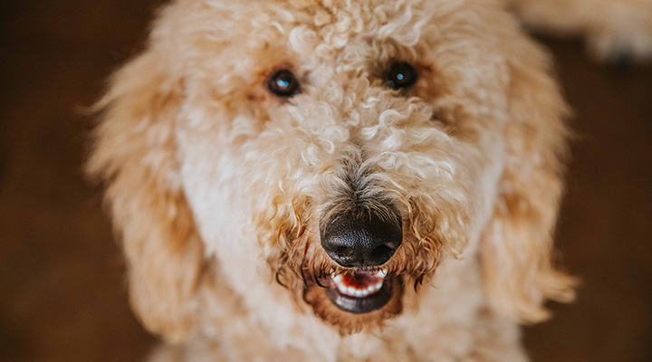 The-Park-Dog-Park-Red-Dog